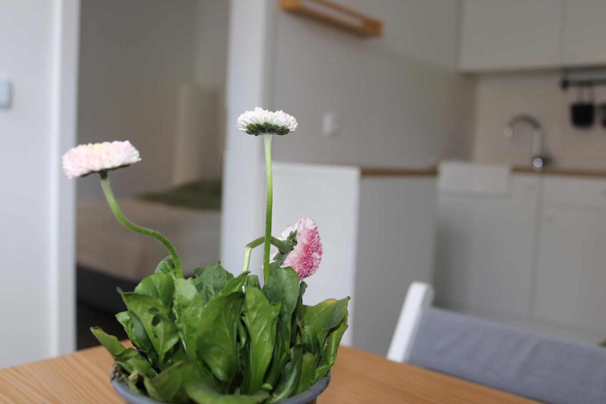Maruliving H343 Apartment *